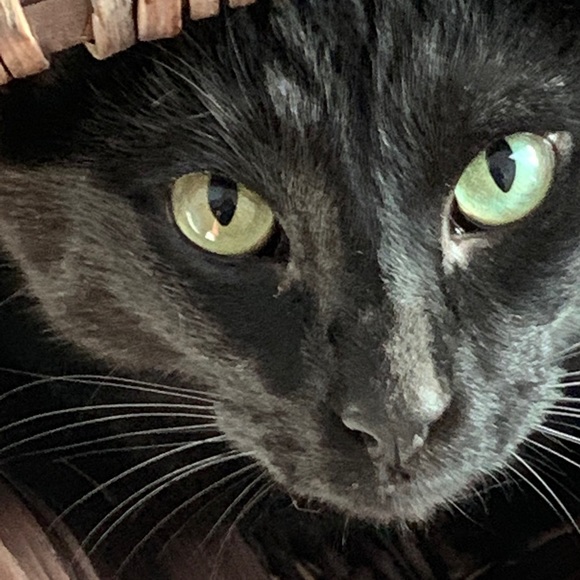 Meet your Posher, Lori - Picture 2 of 2